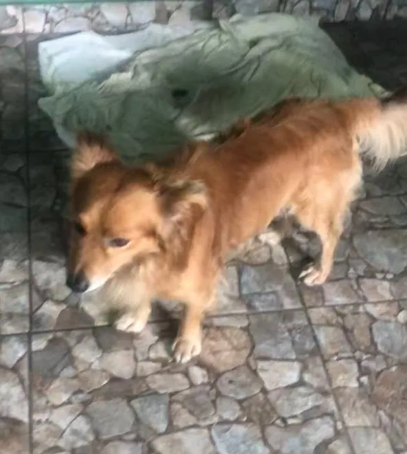 Cachorro ra a SRD-ViraLata idade 1 ano nome Caramelo