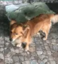 Caramelo