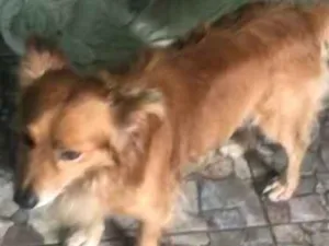 Cachorro raça SRD-ViraLata idade 1 ano nome Caramelo