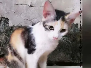 Gato raça Sem raça definida  idade 2 a 6 meses nome Cristal