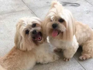 Cachorro raça Ilhasa apso idade 4 anos nome Luck e Bruce