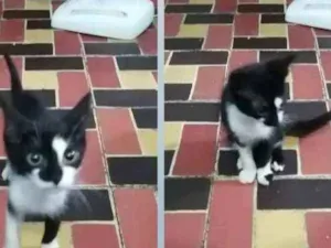 Gato raça Sem raça definida  idade 2 a 6 meses nome Frajola 