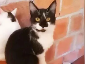 Gato raça Sem raça definida  idade 2 a 6 meses nome Mel