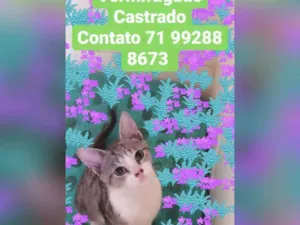 Gato raça Sem raça definida  idade 2 a 6 meses nome Denguinho 