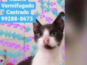 Gato raça Sem raça definida  idade 2 a 6 meses nome Batman