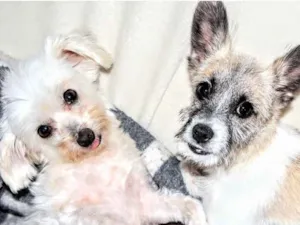 Cachorro raça Poodle idade 2 a 6 meses nome Spike e Nina