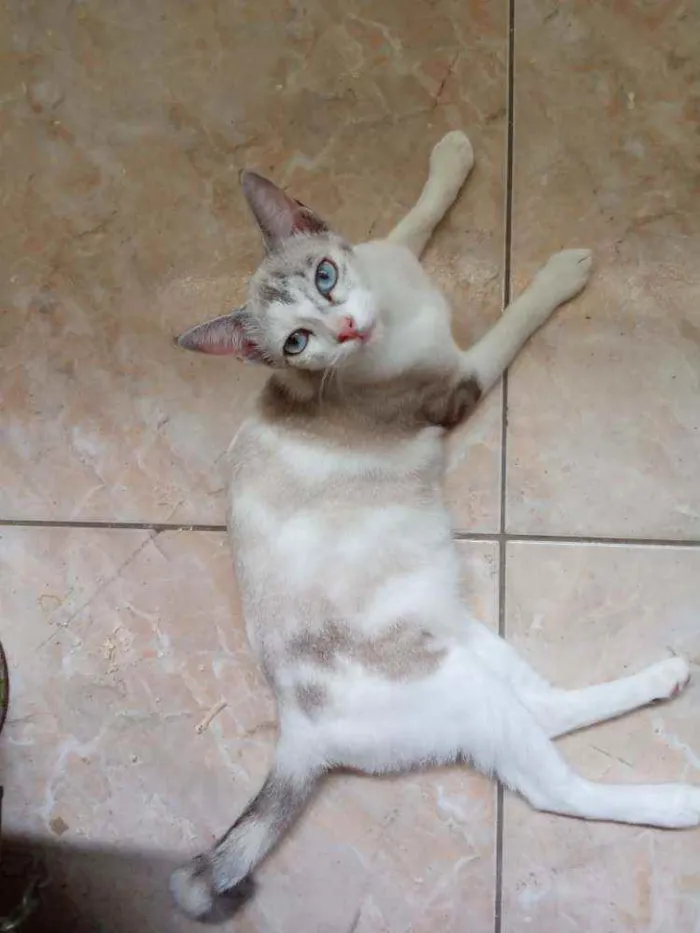Gato ra a Srd idade 2 a 6 meses nome Beju