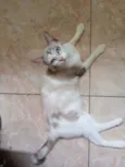 Beju