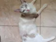 Beju