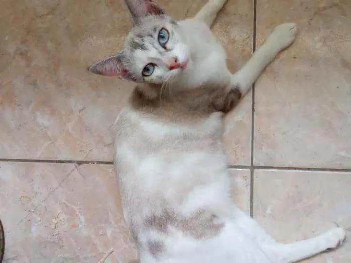 Gato ra a Srd idade 2 a 6 meses nome Beju