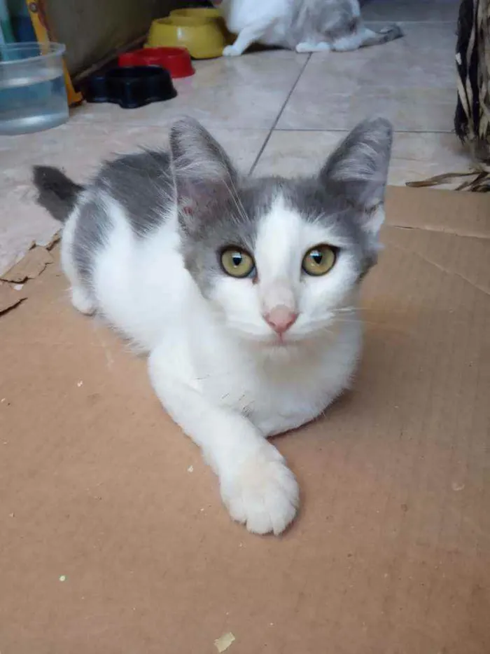 Gato ra a Srd idade 2 a 6 meses nome Juba