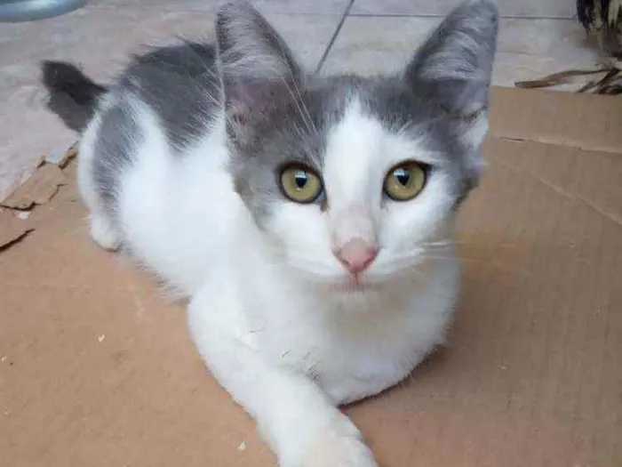 Gato ra a Srd idade 2 a 6 meses nome Juba