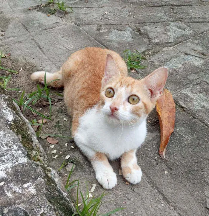 Gato ra a Srd idade 2 a 6 meses nome Muriel