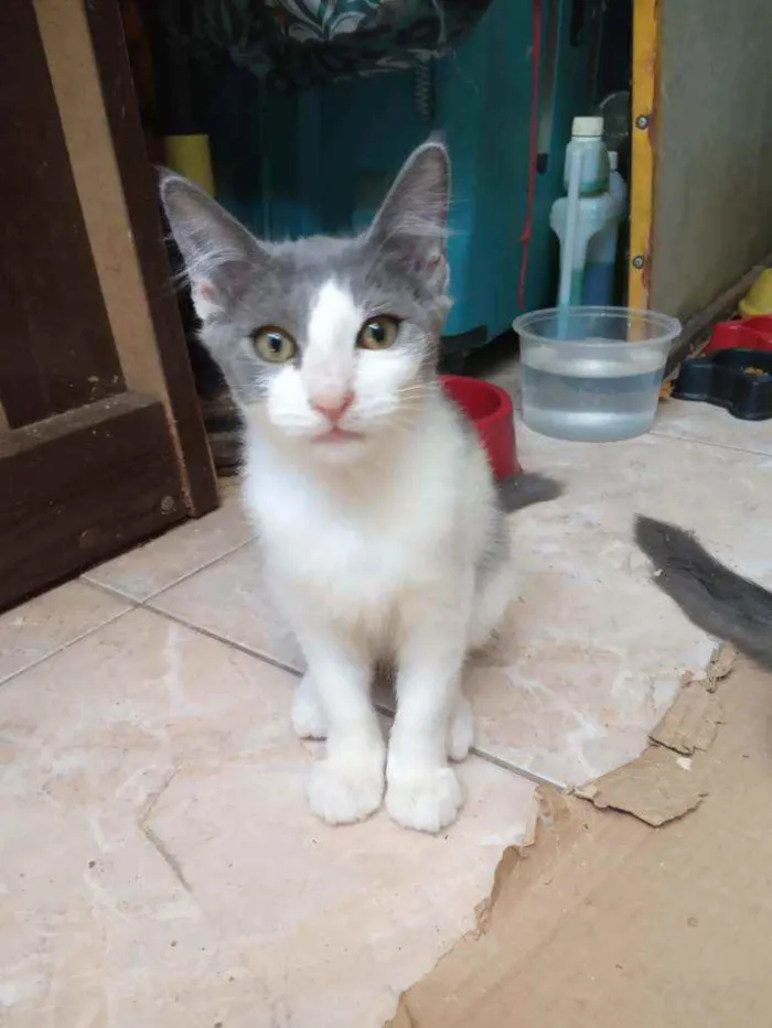 Gato ra a Srd idade 2 a 6 meses nome Lula