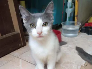 Gato raça Srd idade 2 a 6 meses nome Lula