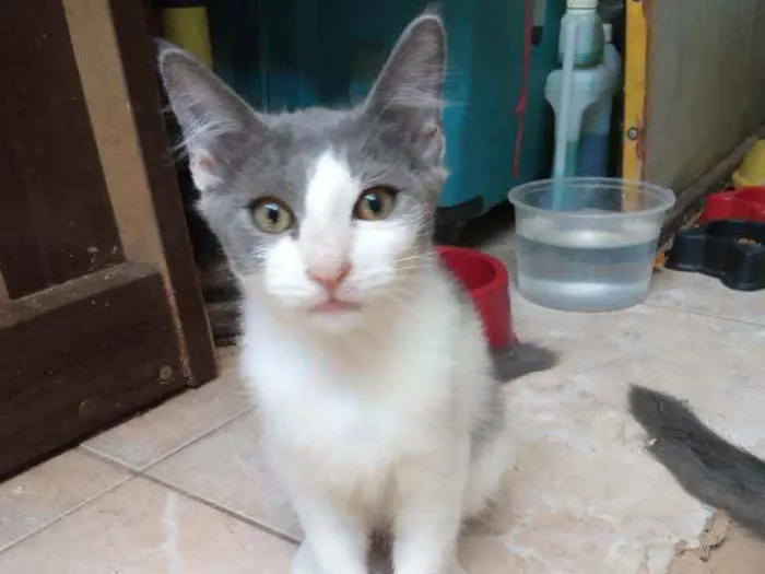 Gato ra a Srd idade 2 a 6 meses nome Lula