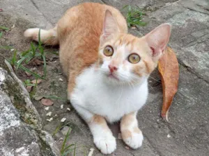 Gato raça Srd idade 2 a 6 meses nome Muriel
