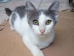 Gato raça Srd idade 2 a 6 meses nome Juba