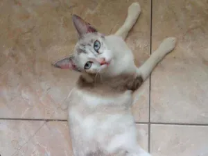 Gato raça Srd idade 2 a 6 meses nome Beju