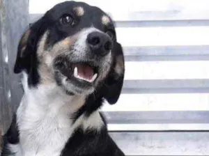 Cachorro raça STD idade 3 anos nome Freddy