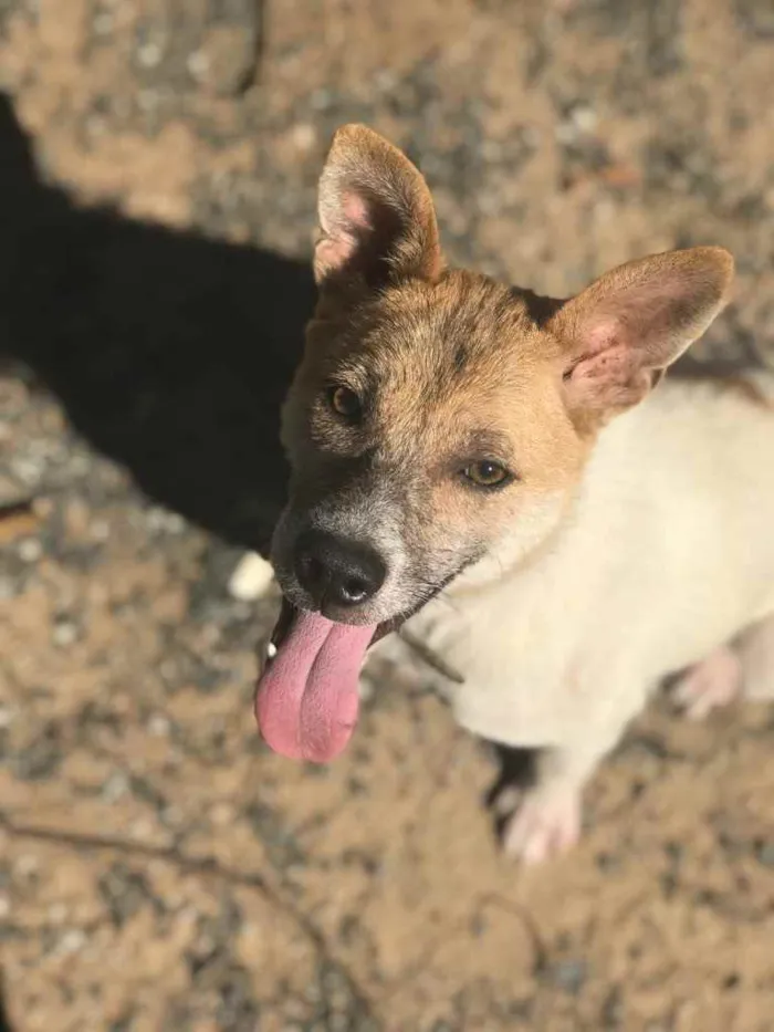 Cachorro ra a Vira-lata idade 7 a 11 meses nome Gorda