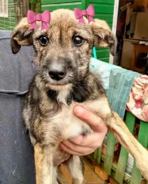 Cachorro raça SRD idade 2 a 6 meses nome Filhote 