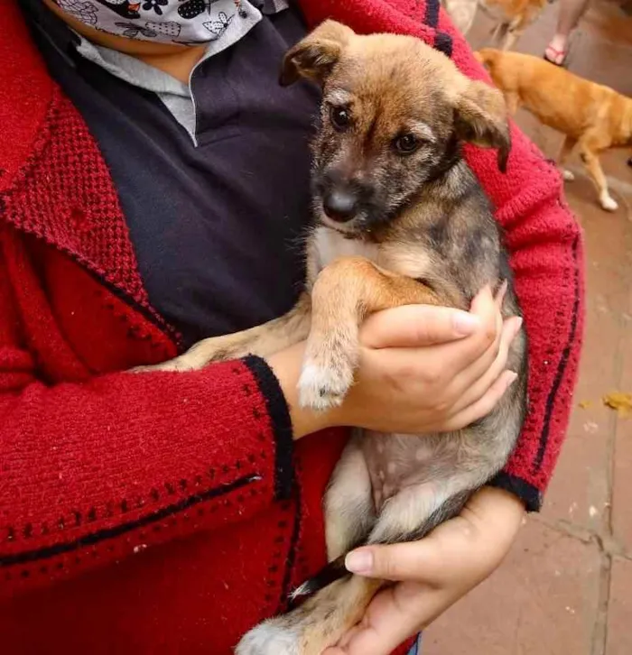 Cachorro ra a SRD idade 2 a 6 meses nome Filhote 