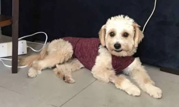 Cachorro ra a Mestiça  idade 7 a 11 meses nome Branquinha 