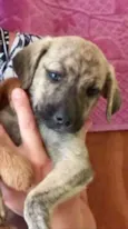 Rex 