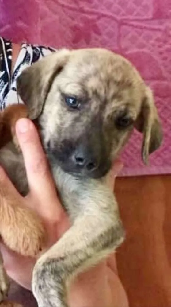 Cachorro ra a SRD idade 2 a 6 meses nome Rex 