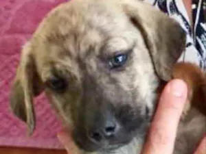 Cachorro raça SRD idade 2 a 6 meses nome Rex 