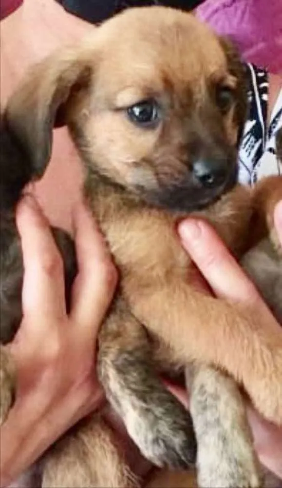 Cachorro ra a SRD idade 2 a 6 meses nome Rick 