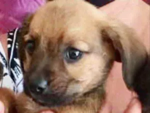 Cachorro raça SRD idade 2 a 6 meses nome Rick 
