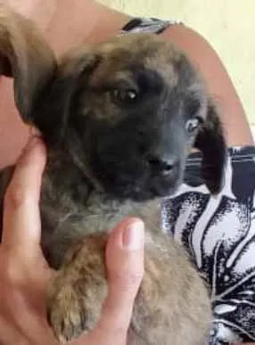 Cachorro ra a SRD idade 2 a 6 meses nome Riana 