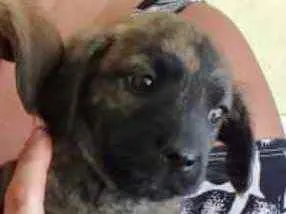Cachorro ra a SRD idade 2 a 6 meses nome Riana 