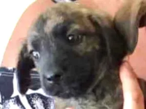 Cachorro raça SRD idade 2 a 6 meses nome Riana 