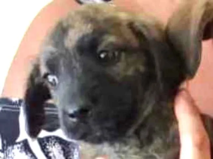 Cachorro ra a SRD idade 2 a 6 meses nome Riana 