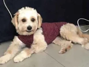 Cachorro raça Mestiça  idade 7 a 11 meses nome Branquinha 