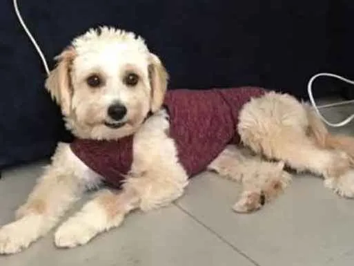 Cachorro ra a Mestiça  idade 7 a 11 meses nome Branquinha 