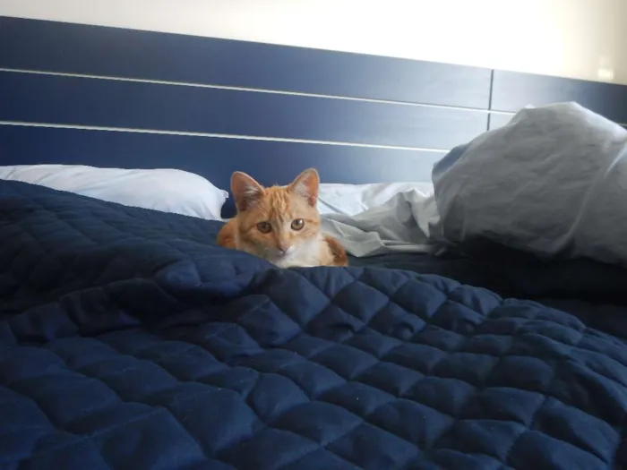 Gato raça SRD-ViraLata idade 2 a 6 meses nome Marina