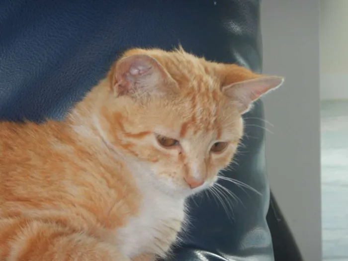 Gato raça SRD-ViraLata idade 2 a 6 meses nome Marina