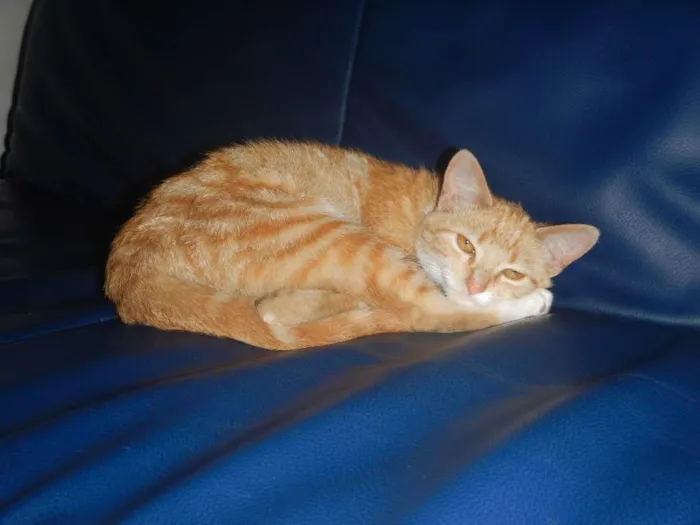 Gato raça SRD-ViraLata idade 2 a 6 meses nome Marina