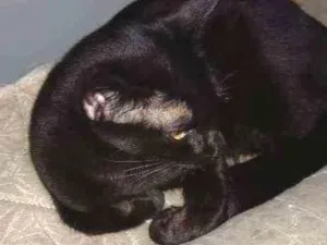 Gato raça  idade 6 ou mais anos nome Gato
