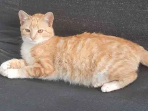 Gato raça SRD-ViraLata idade 2 a 6 meses nome Marina
