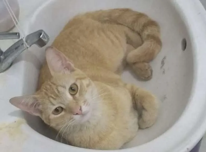 Gato ra a Gato amarelo idade 1 ano nome Thalita