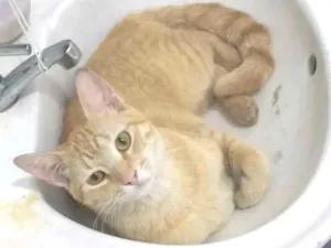 Gato raça Gato amarelo idade 1 ano nome Thalita