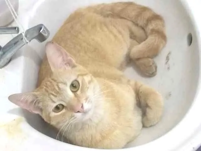 Gato ra a Gato amarelo idade 1 ano nome Thalita