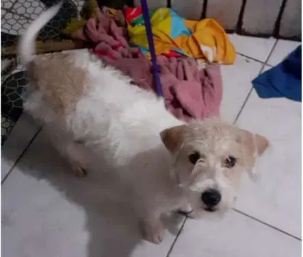 Cachorro ra a Misturada com pit e bulldo idade 2 a 6 meses nome Luna