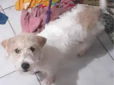 Cachorro ra a Misturada com pit e bulldo idade 2 a 6 meses nome Luna