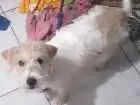 Cachorro raça Misturada com pit e bulldo idade 2 a 6 meses nome Luna